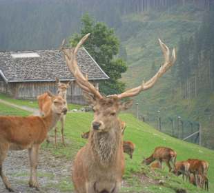 Achtung, das Futter rollt an