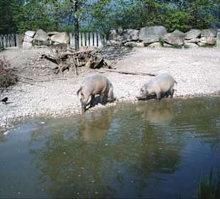 Tierpark Hellabrunn
