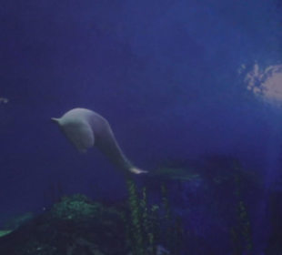 Sea Life