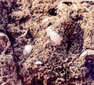 versteinerte Muscheln