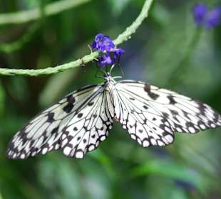 Schmetterling