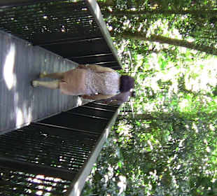 Skywalk