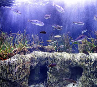 In den Becken des Aquariums von Banyuls