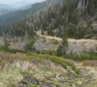 Berg Schneekoppe/Śnieżka
