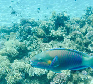 Schnorcheln am Hausriff