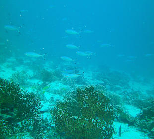 Tauchen bei der Dive Connection