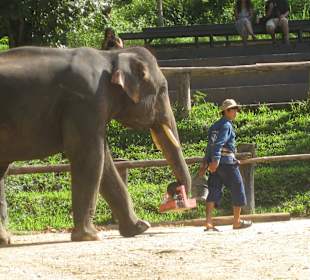 Elefant trägt Malwerkzeug