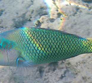 Schnorcheln Makadi Bay