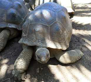 Riesenschildkröte im Krokodilpark