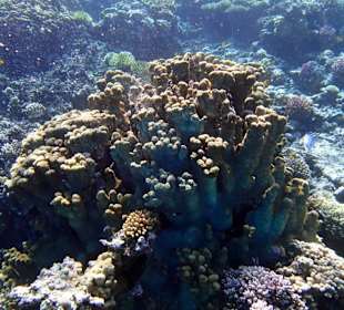 Коралл - Hotel Tropitel Sahl Hasheesh