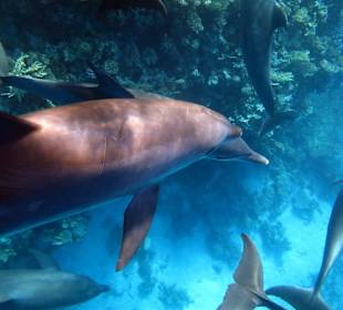 Bilder vom 13.10.16 von mir geschossen