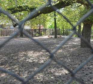 Zoo