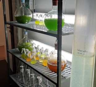 Forschung im Aquarium von Banyuls