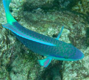 Snorkelling