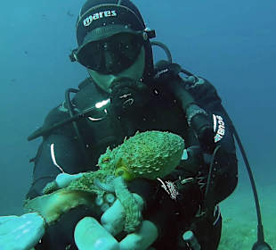 Oktopus