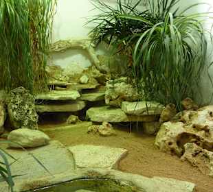 Echsen Terrarium