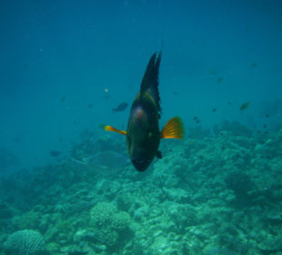 Sieht bedrochlich aus,aber harmlos