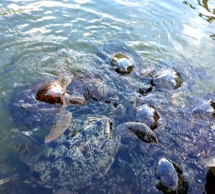 Mnarani Marine Schildkröten Conservation