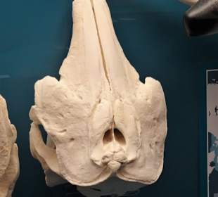 Rundgang durch das Zoologische Museum