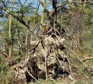 Löwe versteckt im Baum
