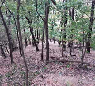 Thale