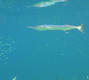 Pfeilhecht (schnorchelnd)