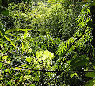 Jungle