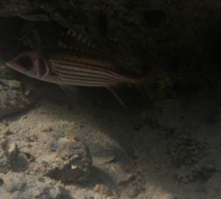 Bilder unter Wasser im hoteleigenen Strand