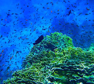 Schnorcheln Marsa Alam