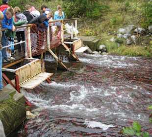 Lachse springen 
