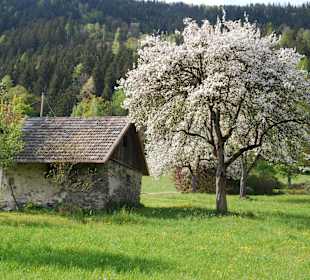 Blütenmeer am Ossiacher See