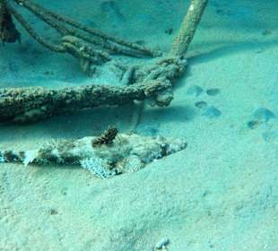 Schnorcheln Marsa Alam