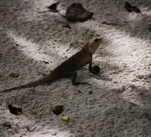 Kleiner Leguan