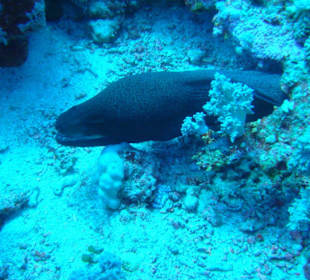 Sie darf in keinem Urlaub fehlen