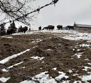 Wandern Fladnitz an der Teichalm