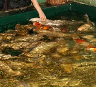Meeresaquarium Zella Mehlis