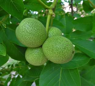 Impressionen aus dem Garten des Bauernmuseums