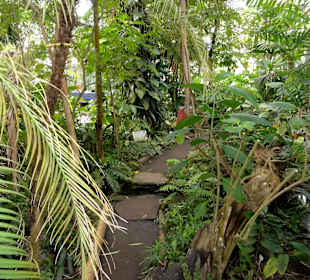 Tropenhaus im Botanischen Garten