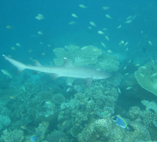 Unsere täglichen "Mitschwimmer"