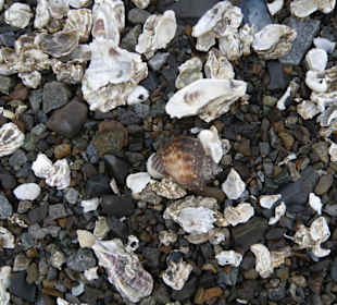 Muchos mejillones