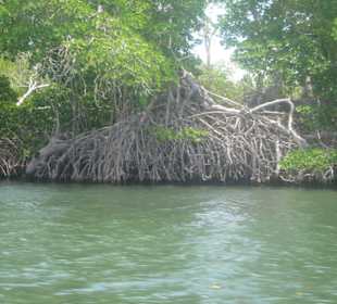 Laguna de la Restinga