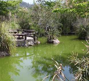 Von Jahr zu Jahr wird die Flora schöner