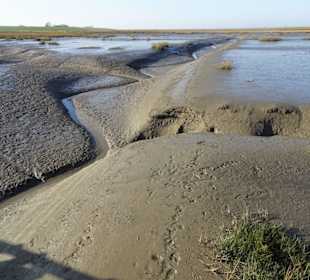 In den Schlickfeldern des Langwarder Groden