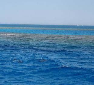 Die Delphine sie kommen