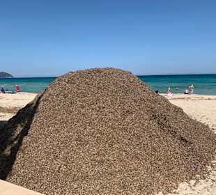 Strand Cala Millor