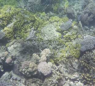 Korallenriff mit Bewohner