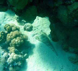 Teppich Krokodilfisch