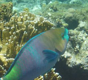 Papageifisch am Hausriff