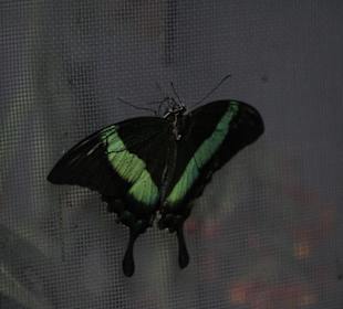 Schmetterling