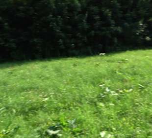 Waldlehrpfad St. Johann
